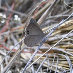 Erina hyacinthina at Molonglo Valley, ACT - 30 Oct 2022 11:17 AM