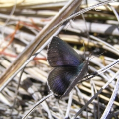 Erina hyacinthina at Molonglo Valley, ACT - 30 Oct 2022 11:17 AM