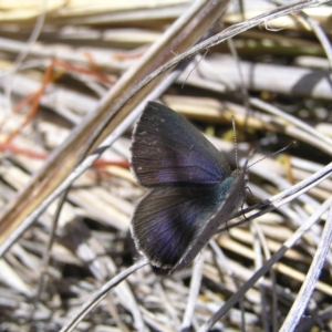 Erina hyacinthina at Molonglo Valley, ACT - 30 Oct 2022 11:17 AM