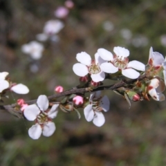 Gaudium multicaule (Teatree) at Molonglo Valley, ACT - 30 Oct 2022 by MatthewFrawley