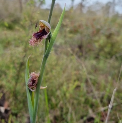 Calochilus platychilus (Purple Beard Orchid) at Bungendore, NSW - 30 Oct 2022 by clarehoneydove