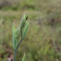 Calochilus platychilus at QPRC LGA - suppressed