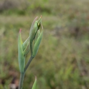 Calochilus platychilus at QPRC LGA - 31 Oct 2022