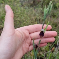 Calochilus platychilus at QPRC LGA - suppressed