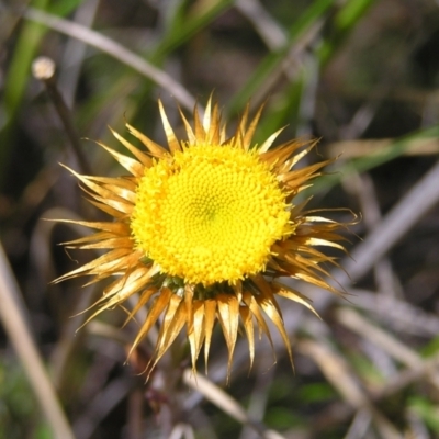 Coronidium oxylepis subsp. lanatum (Woolly Pointed Everlasting) at Black Mountain - 30 Oct 2022 by MatthewFrawley