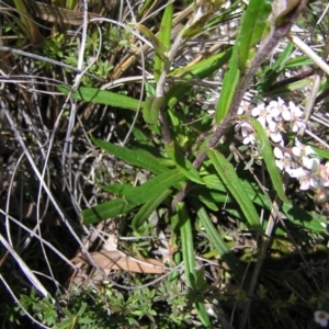 Coronidium oxylepis subsp. lanatum at Molonglo Valley, ACT - 30 Oct 2022