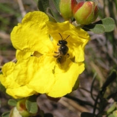 Leioproctus sp. (genus) (Plaster bee) at Molonglo Valley, ACT - 30 Oct 2022 by MatthewFrawley