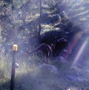 Macropus giganteus at Kambah, ACT - 2 May 2022 02:21 PM