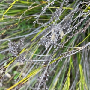 Lepidosperma laterale at Fentons Creek, VIC - suppressed