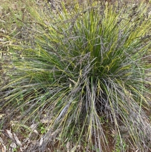 Lepidosperma laterale at Fentons Creek, VIC - 28 Oct 2022