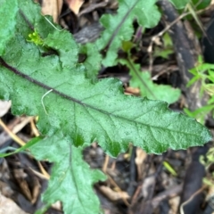 Senecio picridioides (Purple-leaf Groundsel) at Fentons Creek, VIC - 26 Oct 2022 by KL