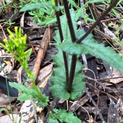 Senecio picridioides at suppressed - 27 Oct 2022