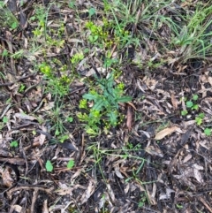 Senecio picridioides at suppressed - suppressed