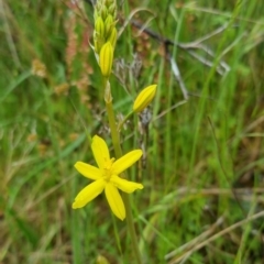 Bulbine bulbosa (Golden Lily) at Bungendore, NSW - 30 Oct 2022 by clarehoneydove