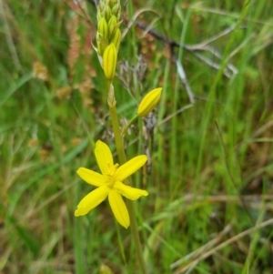 Bulbine bulbosa at Bungendore, NSW - 31 Oct 2022