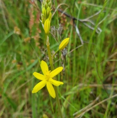Bulbine bulbosa (Golden Lily) at Bungendore, NSW - 30 Oct 2022 by clarehoneydove