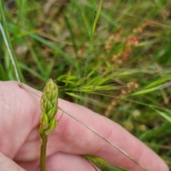 Bulbine bulbosa at Bungendore, NSW - 31 Oct 2022 10:19 AM