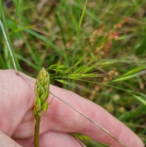 Bulbine bulbosa at Bungendore, NSW - 31 Oct 2022