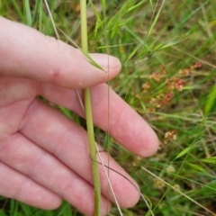 Bulbine bulbosa at Bungendore, NSW - 31 Oct 2022 10:19 AM