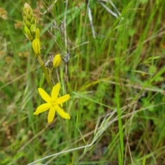 Bulbine bulbosa at Bungendore, NSW - 31 Oct 2022