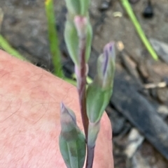 Thelymitra sp. (A Sun Orchid) at Fentons Creek, VIC - 28 Oct 2022 by KL