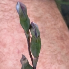 Thelymitra sp. at Fentons Creek, VIC - suppressed