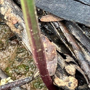 Thelymitra sp. at Fentons Creek, VIC - suppressed