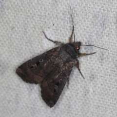 Agrotis infusa (Bogong Moth, Common Cutworm) at O'Connor, ACT - 30 Oct 2022 by ibaird
