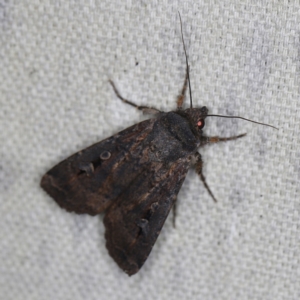 Agrotis infusa at O'Connor, ACT - 30 Oct 2022