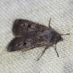 Agrotis infusa at O'Connor, ACT - 30 Oct 2022