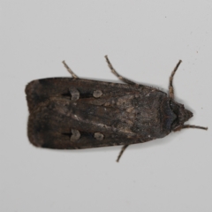 Agrotis infusa at O'Connor, ACT - 30 Oct 2022 09:58 PM