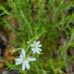 Stellaria pungens (Prickly Starwort) at Bungendore, NSW - 31 Oct 2022 by clarehoneydove