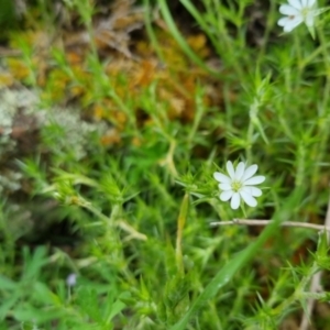 Stellaria pungens at Bungendore, NSW - 31 Oct 2022 10:21 AM