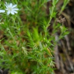 Stellaria pungens at Bungendore, NSW - 31 Oct 2022 10:21 AM