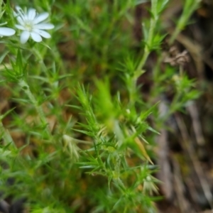 Stellaria pungens at Bungendore, NSW - 31 Oct 2022