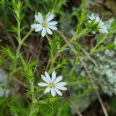 Stellaria pungens at Bungendore, NSW - 31 Oct 2022 10:21 AM