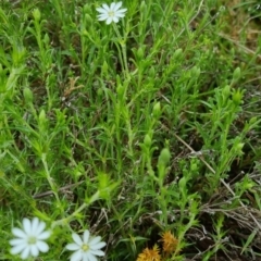 Stellaria pungens at Bungendore, NSW - 31 Oct 2022