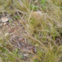 Austrostipa scabra (Corkscrew Grass, Slender Speargrass) at Bungendore, NSW - 31 Oct 2022 by clarehoneydove