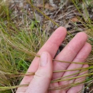 Austrostipa scabra at Bungendore, NSW - 31 Oct 2022 10:11 AM