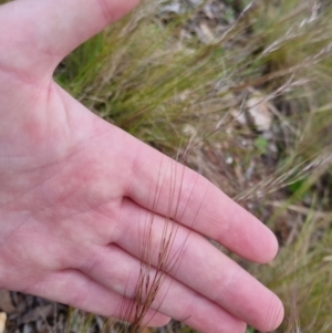 Austrostipa scabra at Bungendore, NSW - 31 Oct 2022 10:11 AM