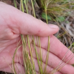 Austrostipa scabra at Bungendore, NSW - 31 Oct 2022