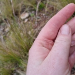 Austrostipa scabra at Bungendore, NSW - 31 Oct 2022 10:11 AM