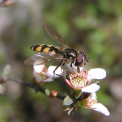 Melangyna viridiceps (Hover fly) at Black Mountain - 30 Oct 2022 by MatthewFrawley