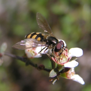 Melangyna viridiceps at Molonglo Valley, ACT - 30 Oct 2022