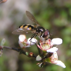 Melangyna viridiceps at Molonglo Valley, ACT - 30 Oct 2022