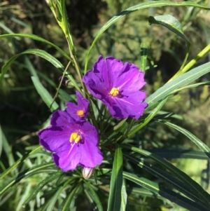 Solanum linearifolium at Wamboin, NSW - 6 Oct 2021