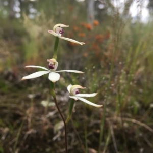 Caladenia cucullata at Wamboin, NSW - suppressed