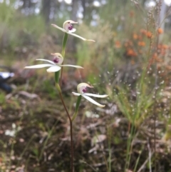 Caladenia cucullata at Wamboin, NSW - suppressed