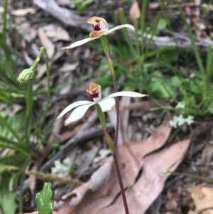 Caladenia cucullata at Wamboin, NSW - suppressed