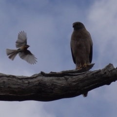 Accipiter fasciatus (Brown Goshawk) at Piney Ridge - 25 Oct 2022 by RobG1